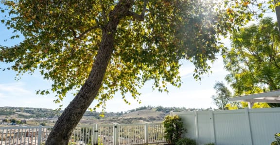 a tree in a yard next to a white fence