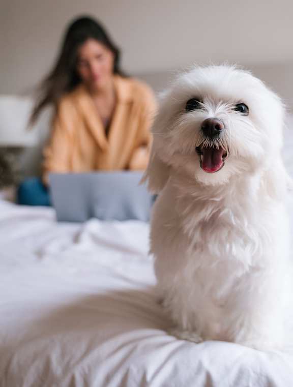 A small white dog with its mouth open sitting on a bed.