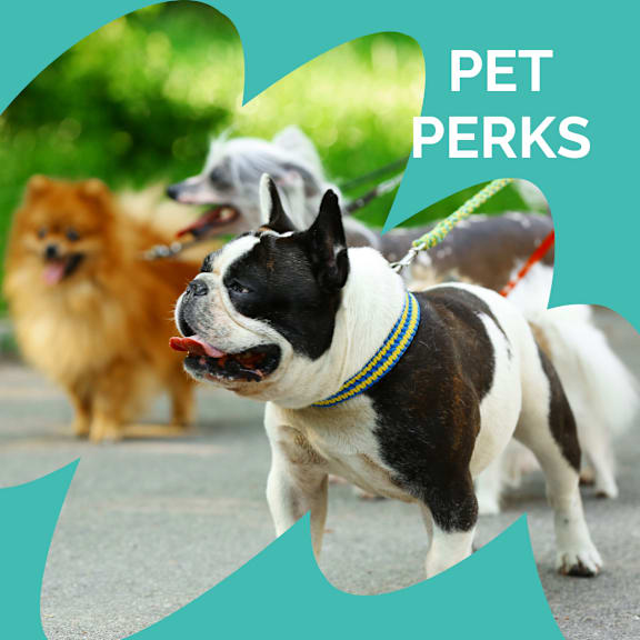 A group of dogs are walking together, one of them is a French Bulldog.