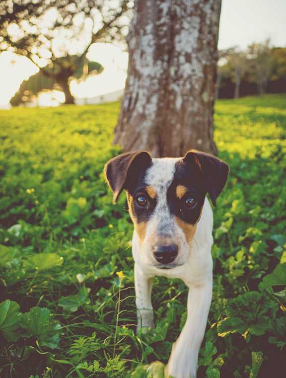 Lincoln Property Company Dog With Family