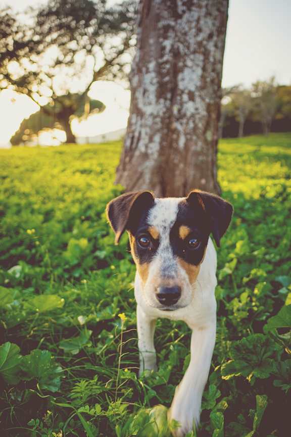Lifestyle photo of a dog outside in the grass by a tree