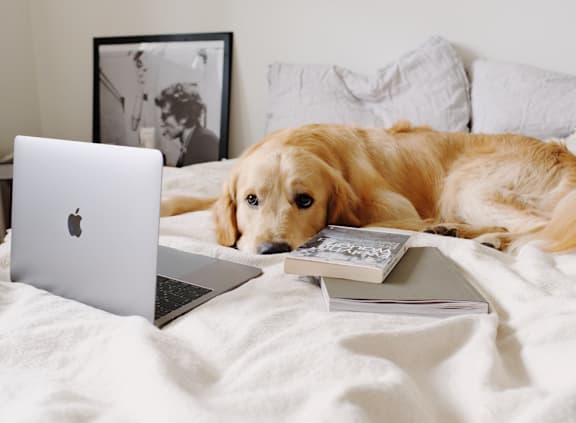 A golden retriever dog is lying on a bed with a laptop and a book.