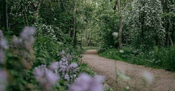 a dirt road in the middle of a forest