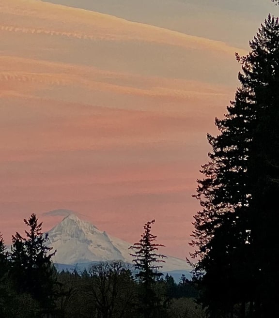 a snow covered mountain in the distance with trees in the foreground