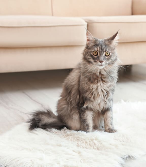a cat sitting on a rug in a living room