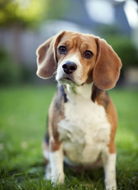 Dog Friendly at Pinewood Apartments, Houston Texas