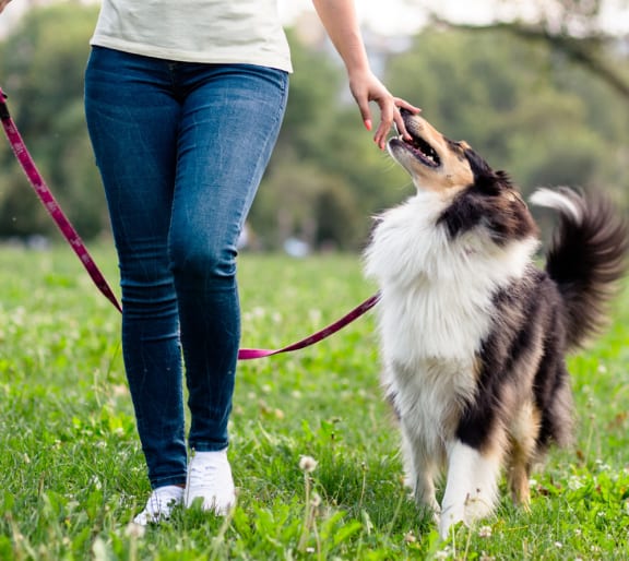 a woman walking her dog on a leash