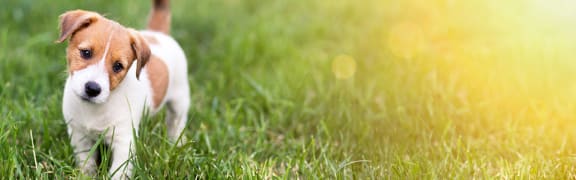 Puppy standing on green lawn