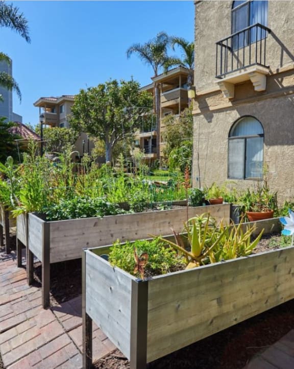 a community garden in front of a building at Huntington Terrace North Senior, California, 92648