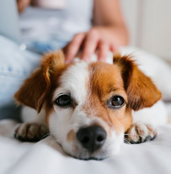 A small dog with brown and white fur is lying on a white surface.
