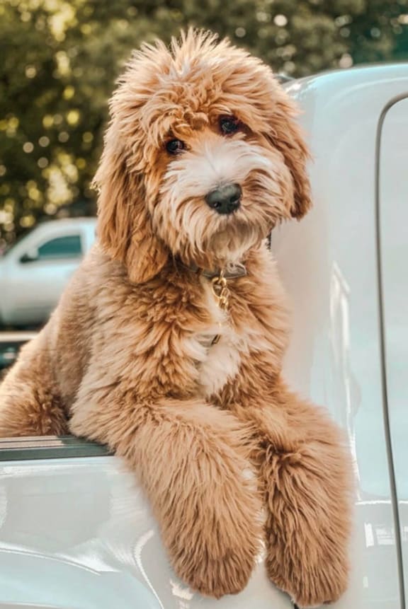 a brown dog sitting on the hood of a car