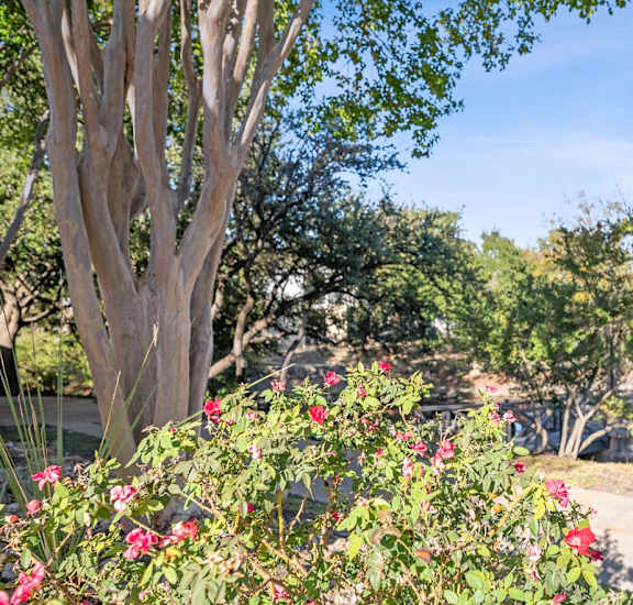 a flowering in front of a tree in a park at Cypress Gardens, Texas, 78613