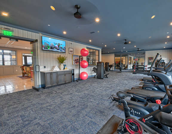 A gym with a row of treadmilers and a green plant.