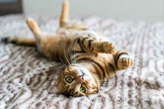 A cat with a striped coat is lying on its back on a textured bedspread.