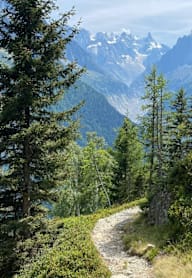A trail winds through a forest of trees.