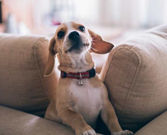 A dog with a red collar is sitting on a beige couch.