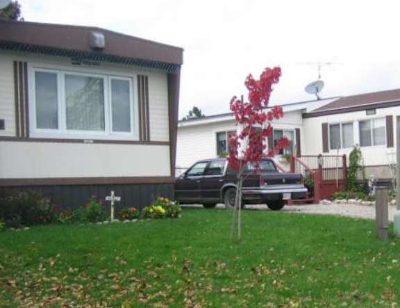 A red flowering tree stands in a grassy yard.