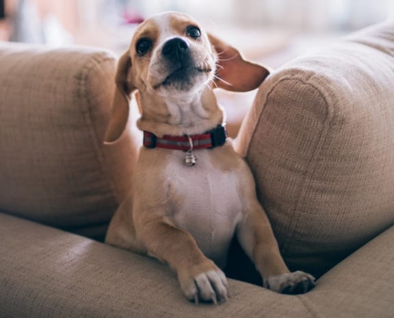 Cute Dog at Foxboro Apartments, Illinois, 60090