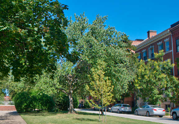 Bolton Hill Neighborhood
