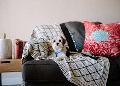 a dog sitting on a couch with a blanket