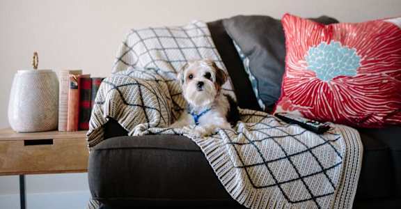 a dog sitting on a couch with a blanket