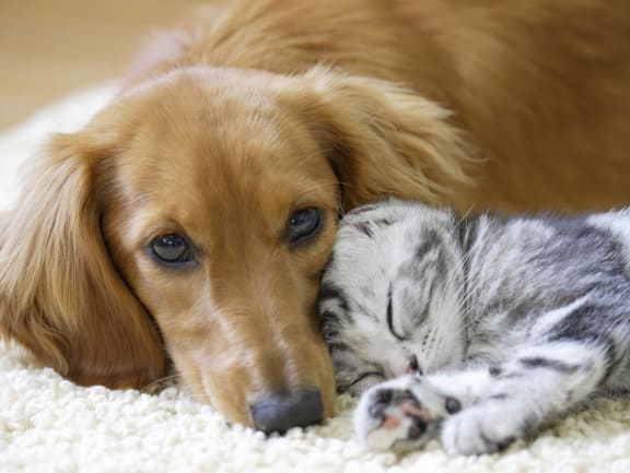 a cat and a dog laying on a rug