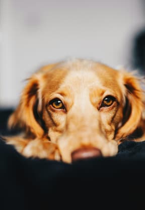 Brown Dog Laying on Bed