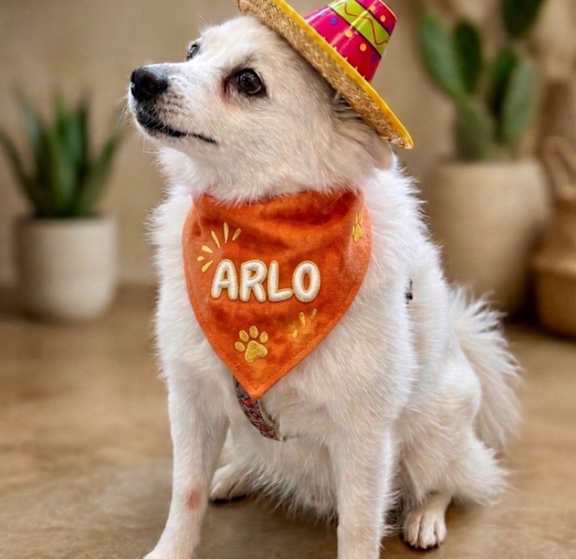 A white dog wearing a hat and a bandana with the name "ARLO" on it.
