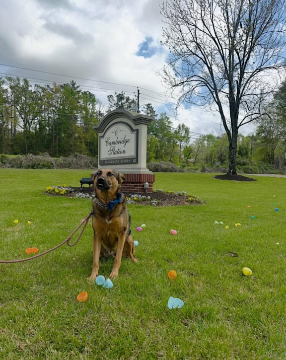 A dog is sitting in front of a Cambridge sign.