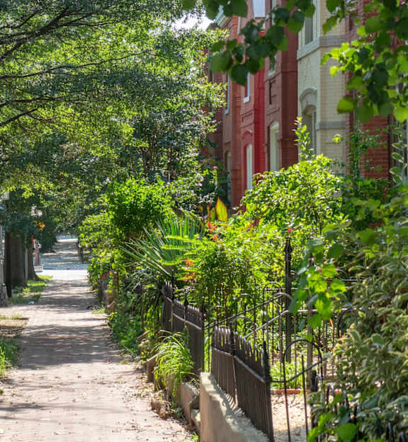 A narrow pathway between two rows of green plants and trees.