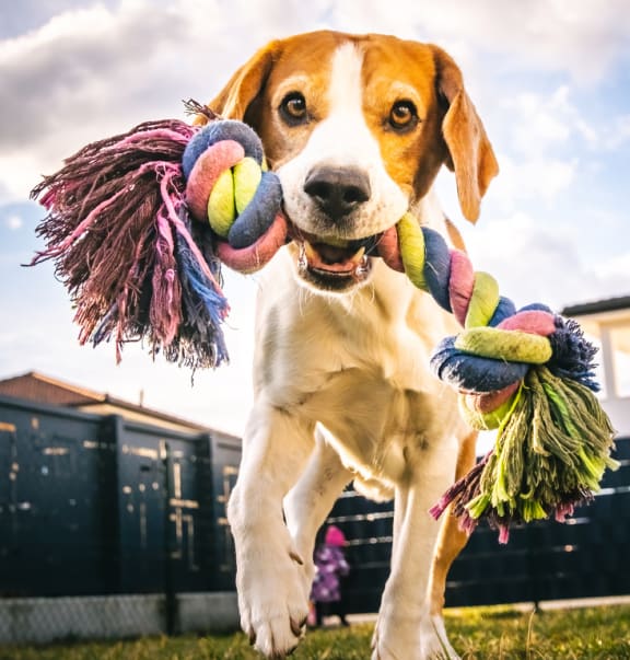 a brown and white dog carrying toys in its mouth