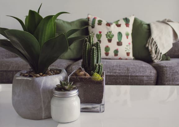 A cactus sitting on a table next to a couch in a living room.