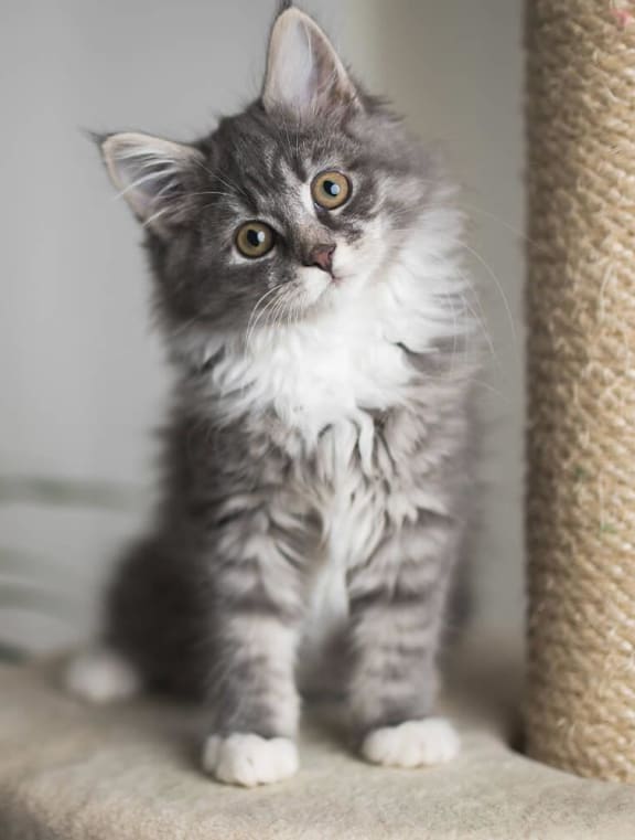 a gray and white kitten sitting on a scratching post