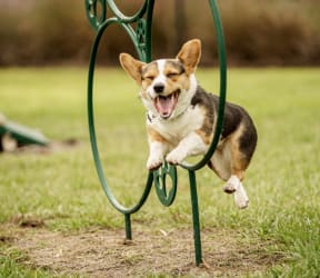 Dog Park at Ariel in Meadow Woods, FL