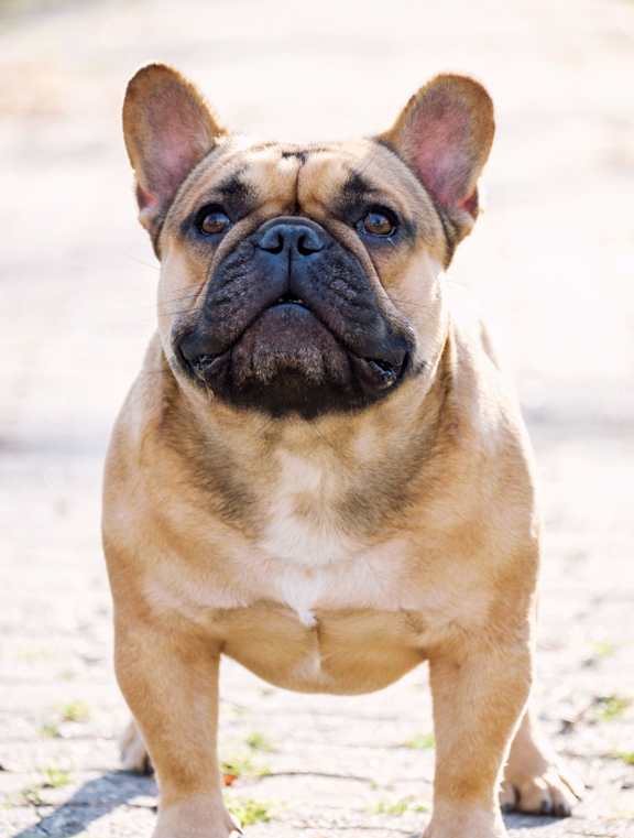 A dog with a black face and brown body is standing on a grey ground.