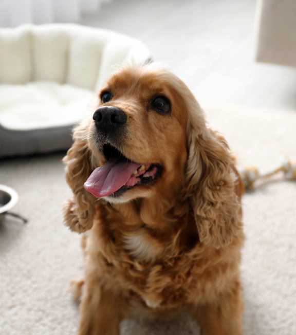 A brown dog with its tongue out sitting on a carpet.