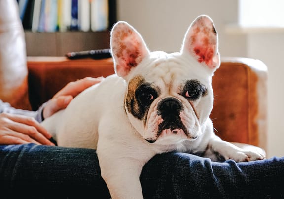 a dog laying on a couch