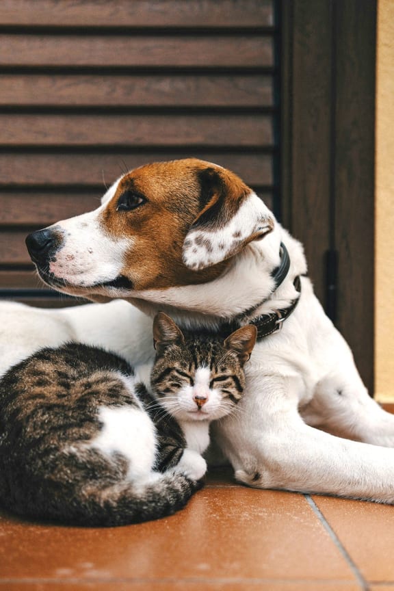 a dog and a cat laying next to each other
