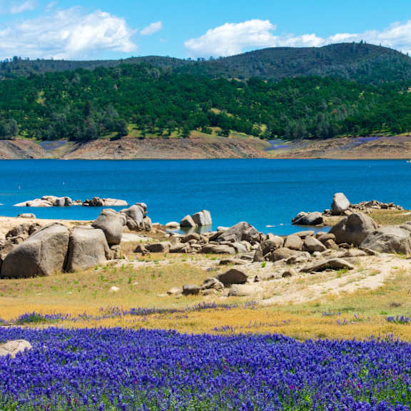 A field of blue flowers in the foreground with a lake and mountains in the background.