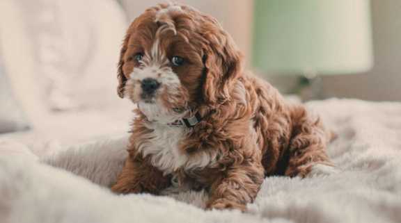 A small brown and white dog is lying on a white blanket.