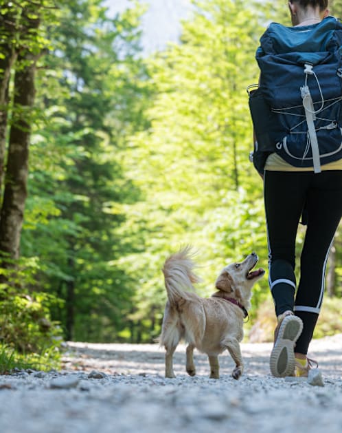 A woman with a backpack is walking her dog on a trail in the woods.