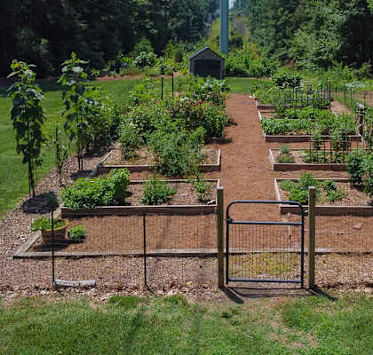 A garden with a fence and vegetables growing in it.