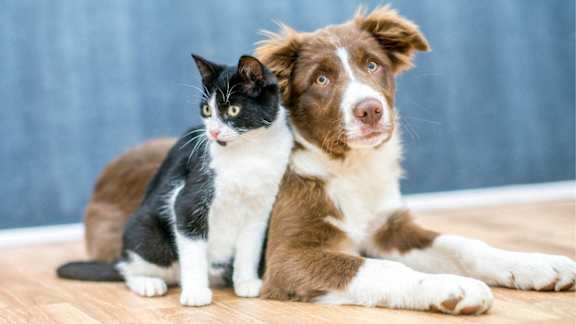 A black and white cat and a brown and white dog are sitting next to each other on a wooden floor.