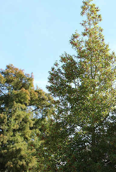 an apartment building with balconies and a tree