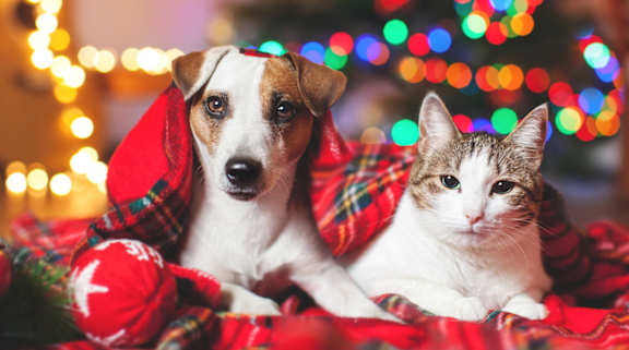 A dog and a cat are sitting together on a blanket.