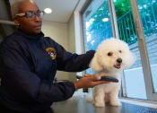 Thumbnail 5 of 9 - a police officer holding a white dog on a table