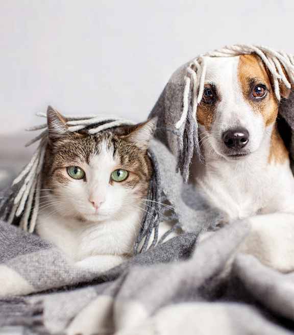 A cat and a dog are wrapped in a blanket.