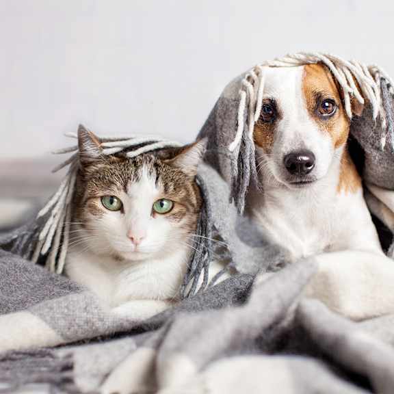 A cat and a dog are wrapped in a blanket.