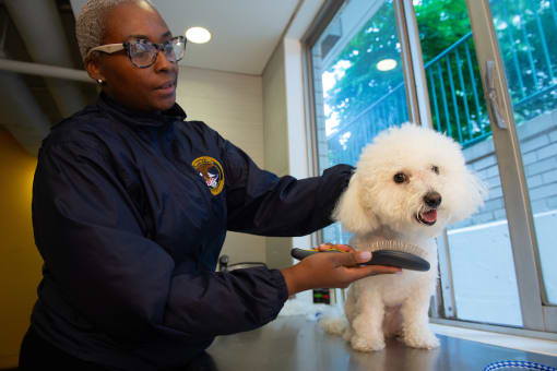a police officer holding a white dog on a table