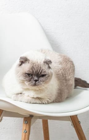 a gray and white cat sitting on a white chair
